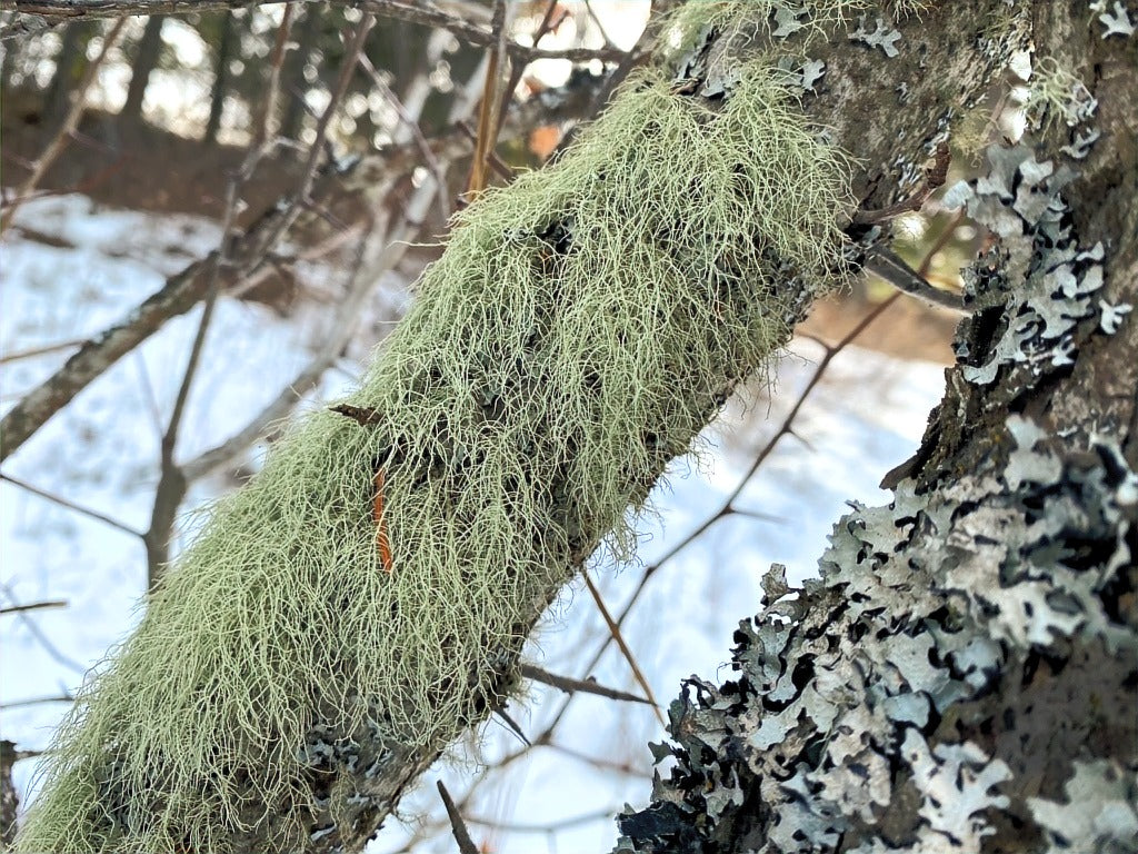 Usnea Tincture