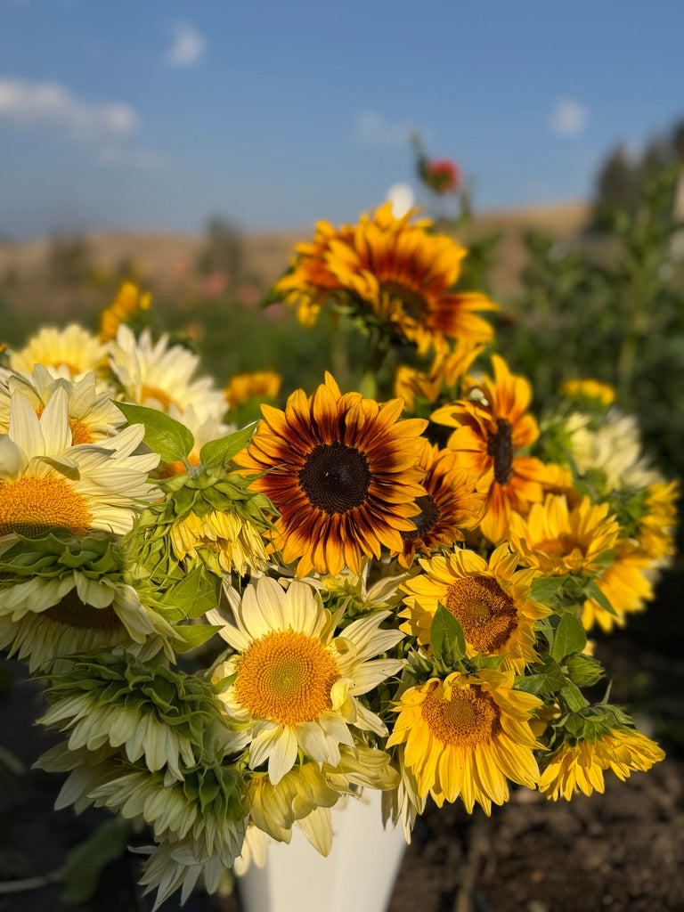 Bulk Bloom Bucket