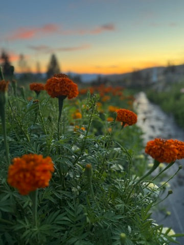 Bulk Bloom Bucket