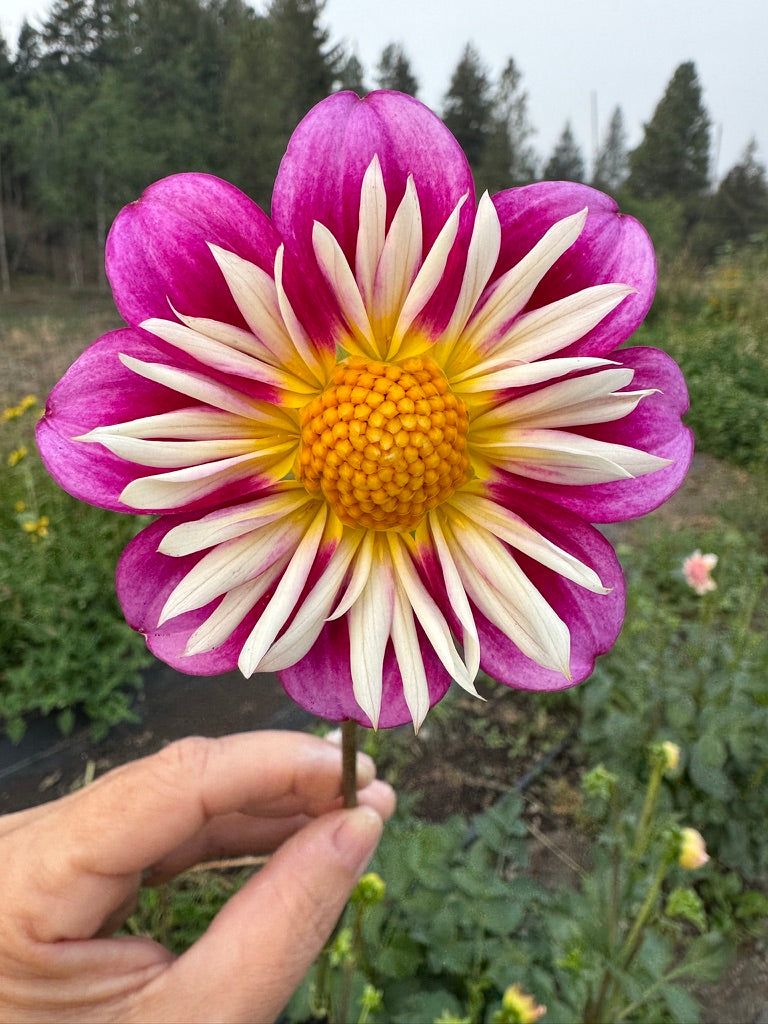 Bulk Bloom Bucket