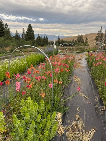 Bulk Bloom Bucket