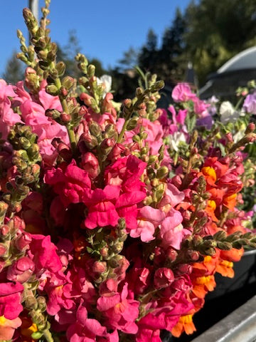 Bulk Bloom Bucket