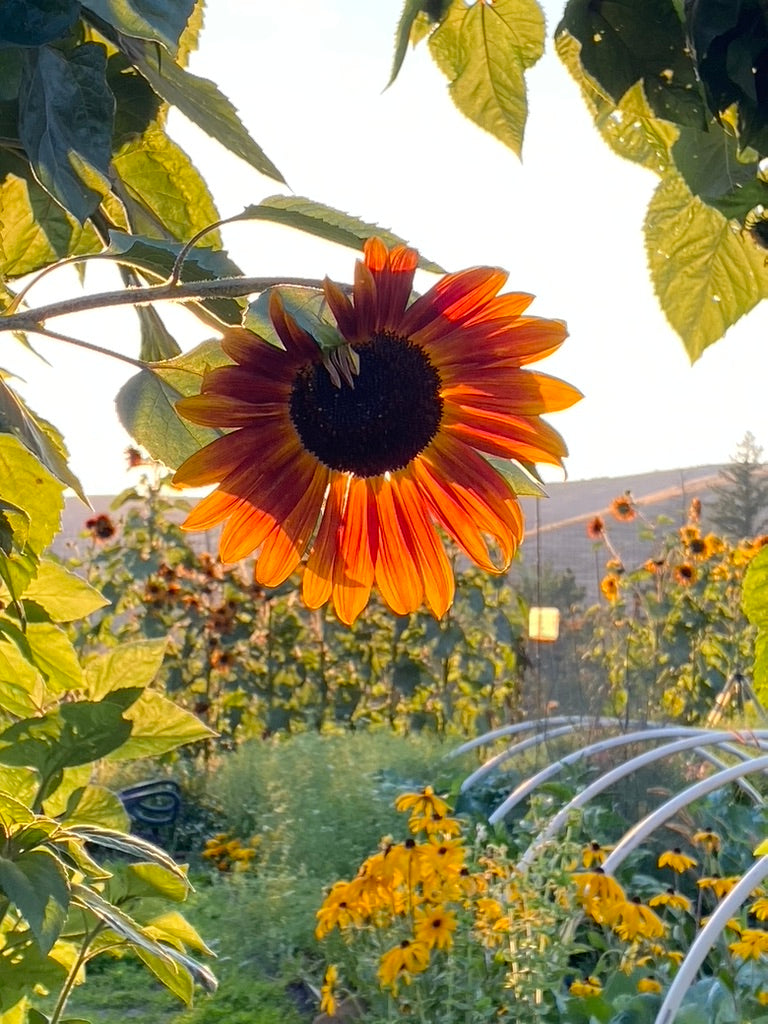 Sunflower Only CSA - 4 Weeks