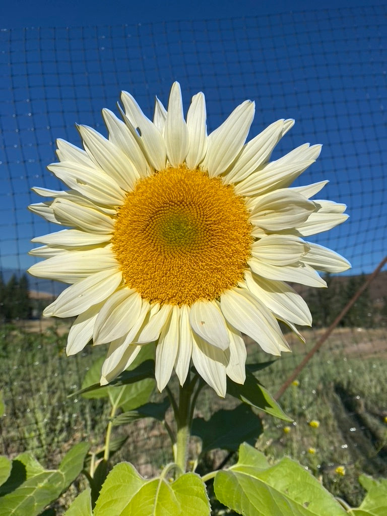 Sunflower Only CSA - 4 Weeks