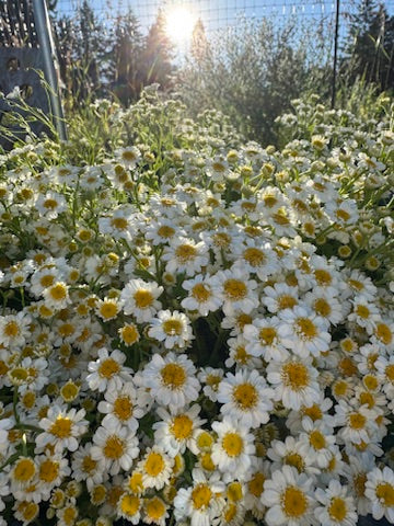Bulk Bloom Bucket