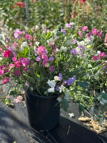 Bulk Bloom Bucket