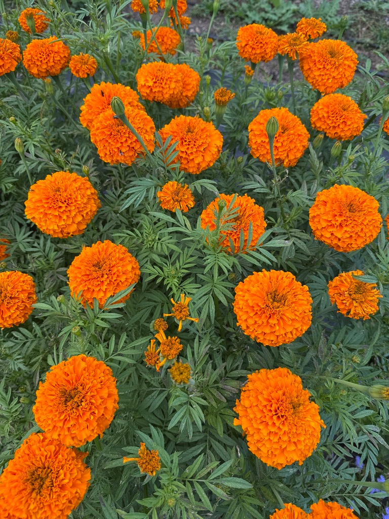 Bulk Bloom Bucket