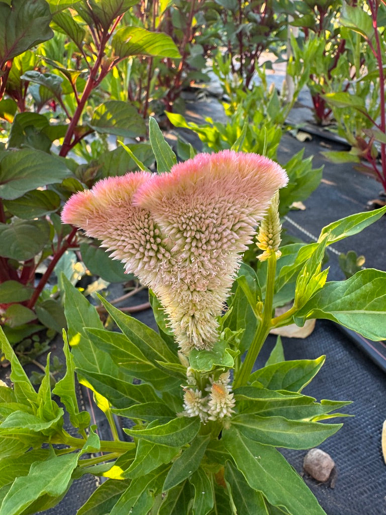 Bulk Bloom Bucket