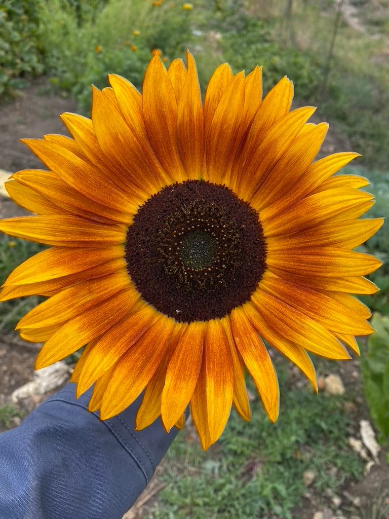 Sunflower Only CSA - 4 Weeks