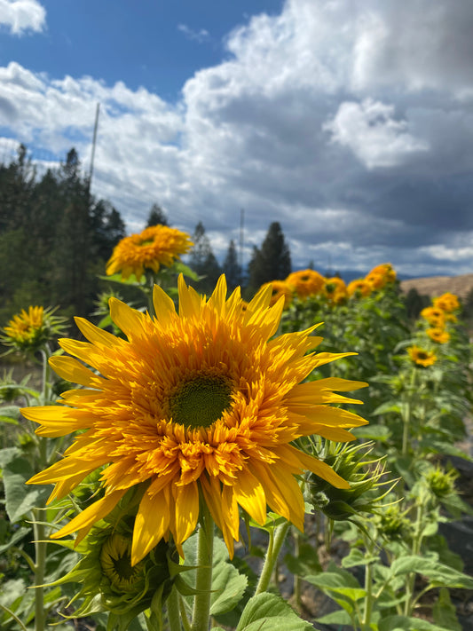 Sunflower Only CSA - 4 Weeks